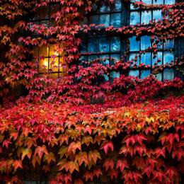 Ulf Bodin 富于色彩的秋季自然摄影欣赏