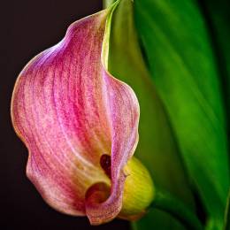 Lilies 优雅的花朵的摄影