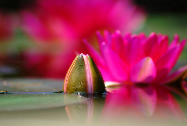 Keep Your Head above the Water:-) cala water lily