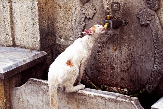 cat drinking from water faucet