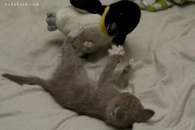 Kitten vs Penguin Wrestling