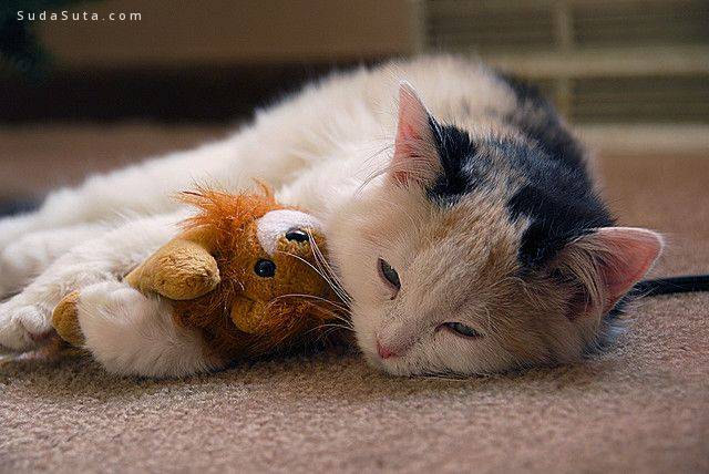 Cat Sleeping With Stuffed Animal