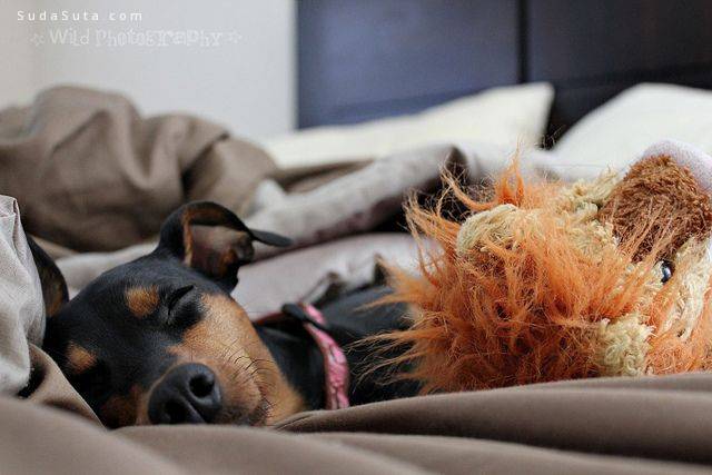 dog sleeping with stuffed animal