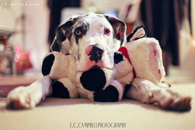Great Dane with stuffy