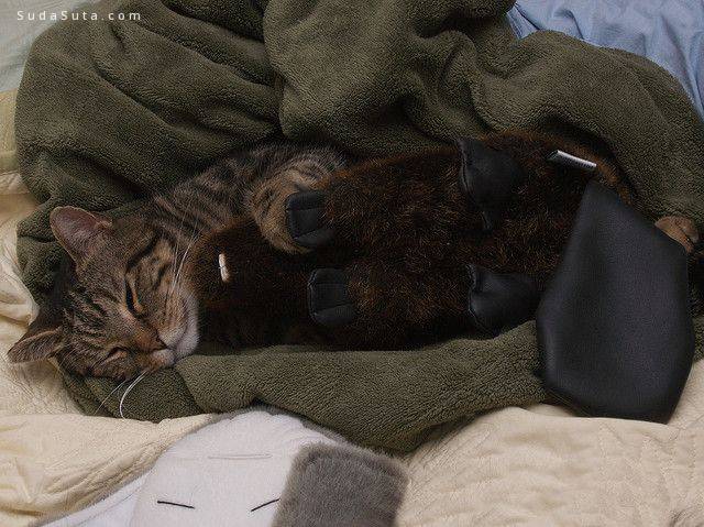 Tomcat meets Beaver stuffed animal