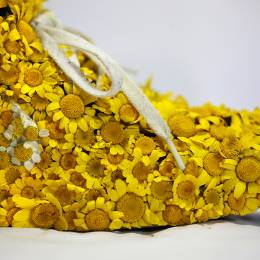 Christophe Guinet 耐克的自然之鞋
