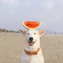 Sorasart Wisetsin 世界上最幸福的狗摄影作品欣赏
