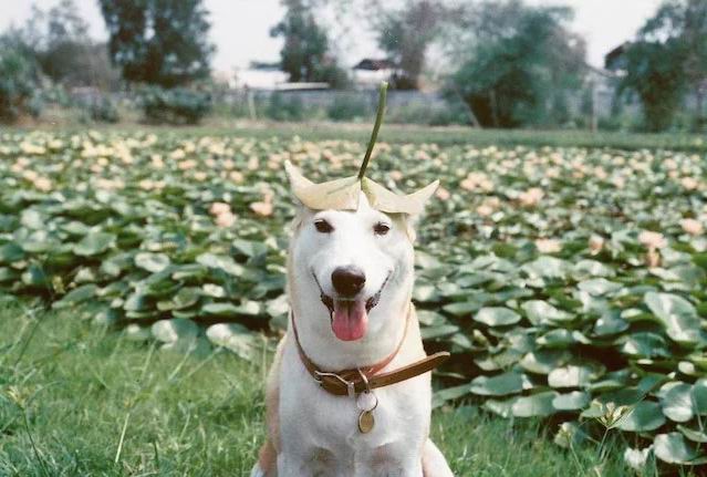 Gluta, The Happiest Dog In The World _ 6