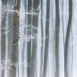 Heiko Gerlicher 冬季自然摄影欣赏
