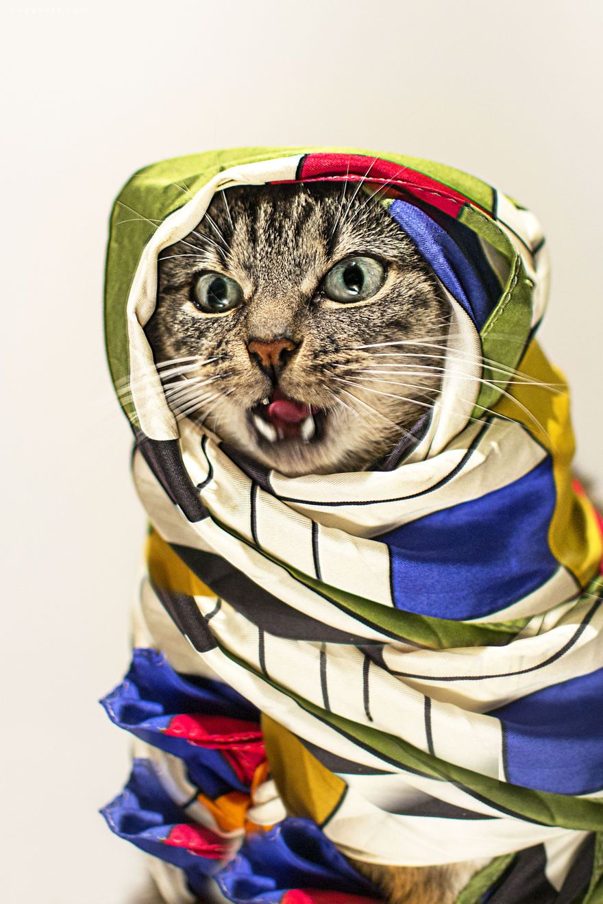 Cat-Couture (2)