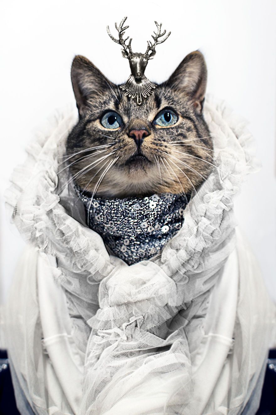 Cat-Couture (3)