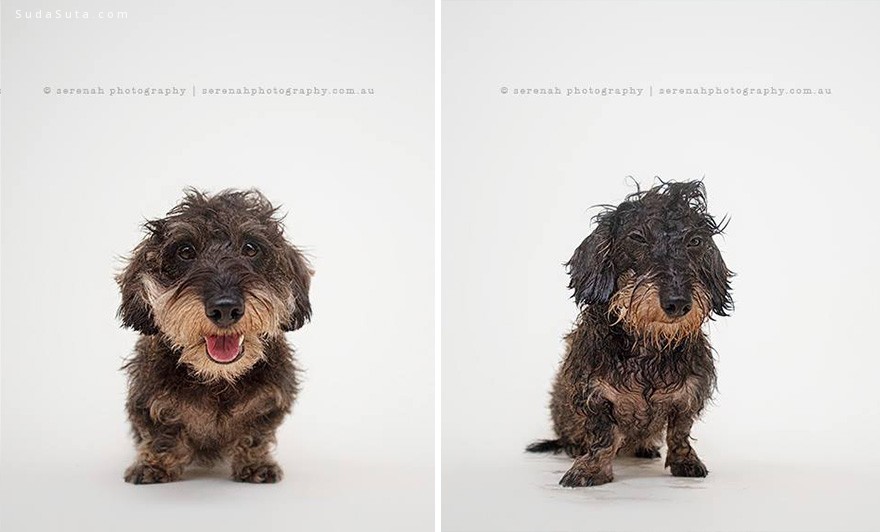 animal-portraits-dry-wet-dog-serenah-hodson-8