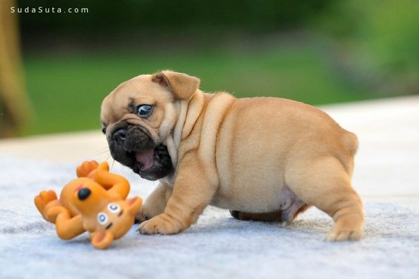 bulldog-puppy-cute-dog-photography-36__605