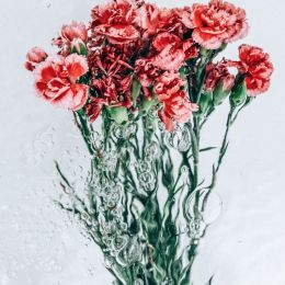Lisa Sorgini 水中漂浮的花朵