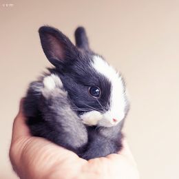 arefin03 我的可爱的兔子 宠物摄影欣赏