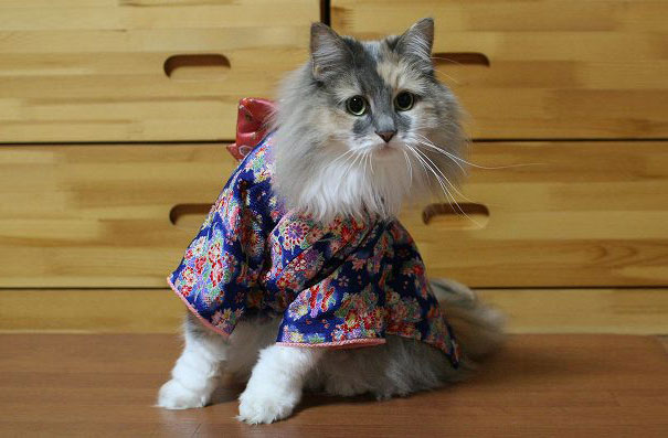 Kimonos cat06