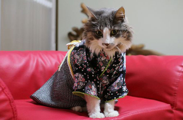 Kimonos cat10