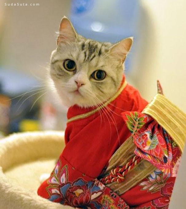 Kimonos cat16