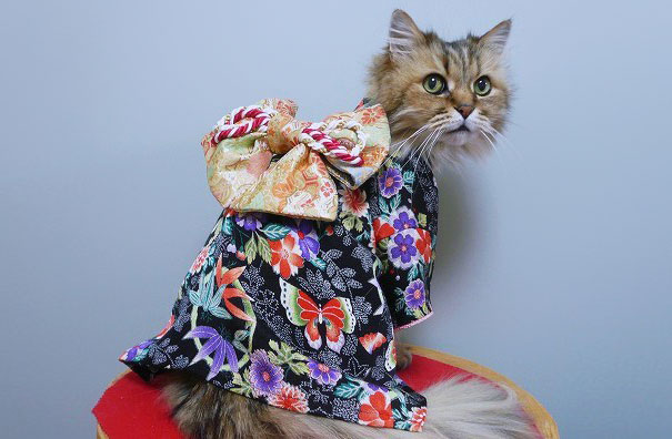 Kimonos cat19