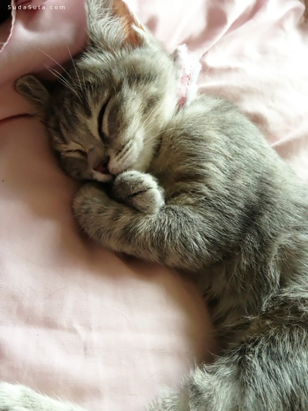 sleeping-kittens07