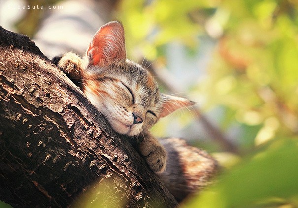 sleeping-kittens14