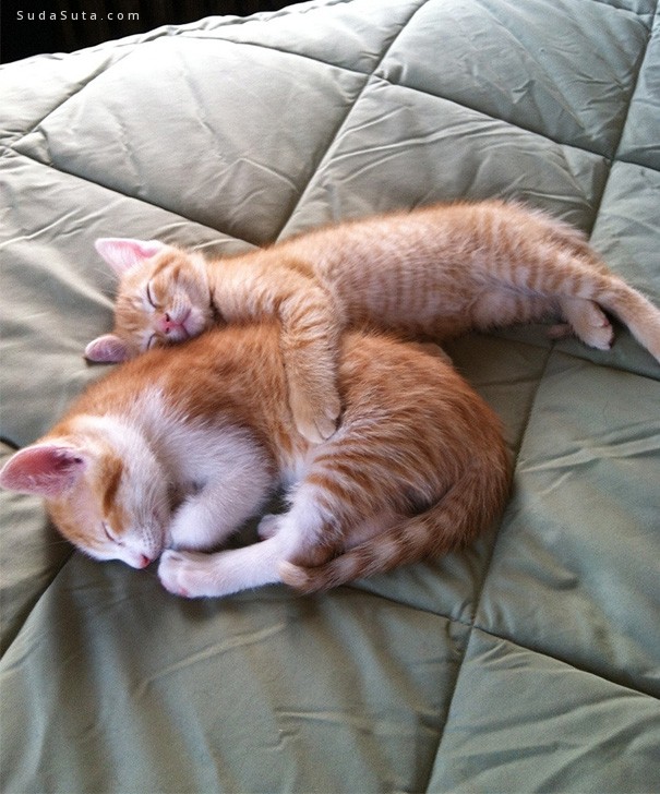 sleeping-kittens17