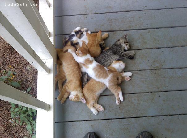 sleeping-kittens21