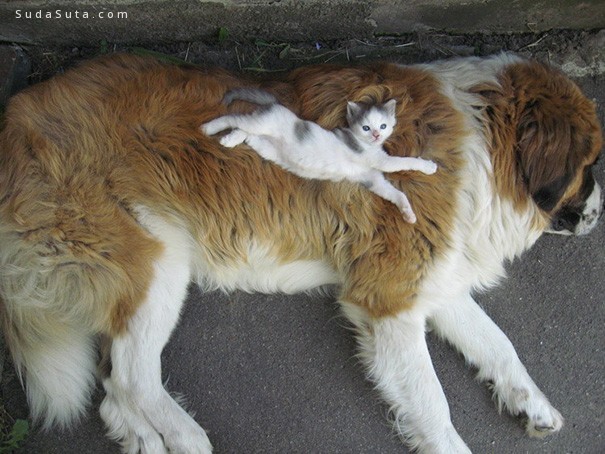 cats-and-dogs12