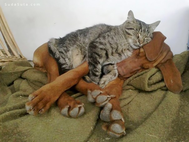 cats-and-dogs13