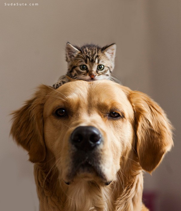 cats-and-dogs14