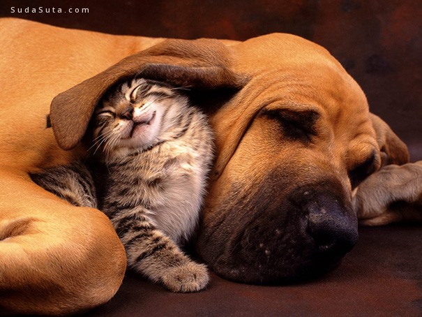 cats-and-dogs16