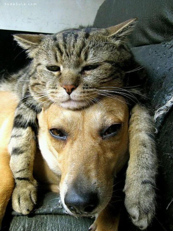 cats-and-dogs22