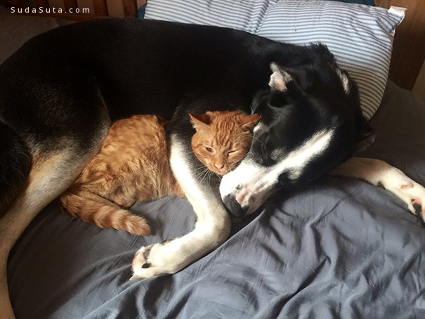cats-and-dogs30
