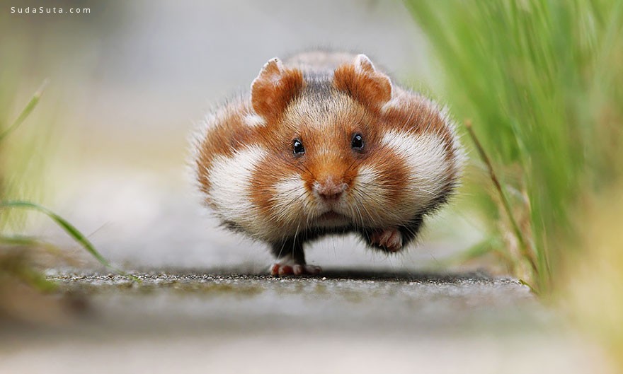 cute-hamsters (1)