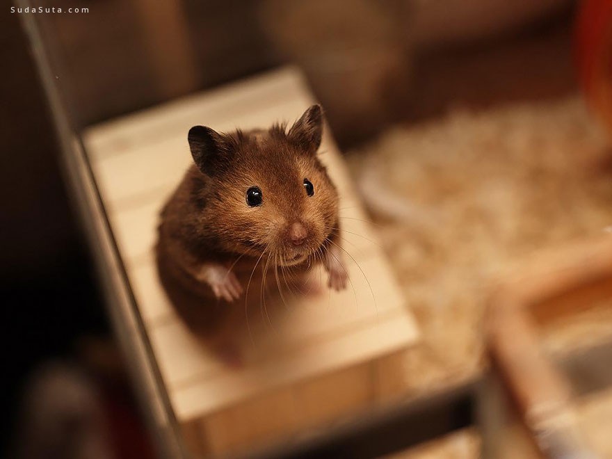 cute-hamsters (10)