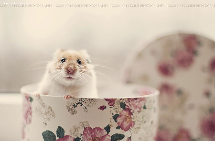 cute-hamsters (11)