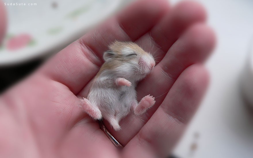 cute-hamsters (2)