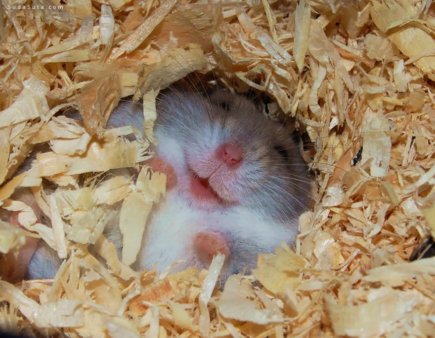 cute-hamsters (3)
