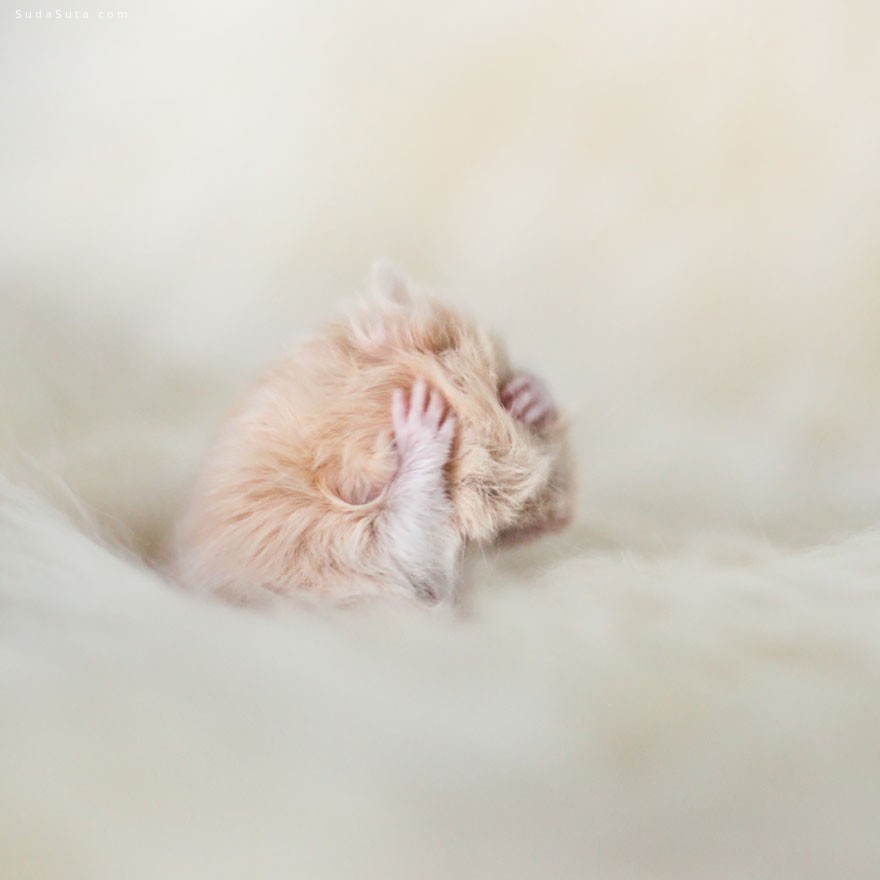 cute-hamsters (4)