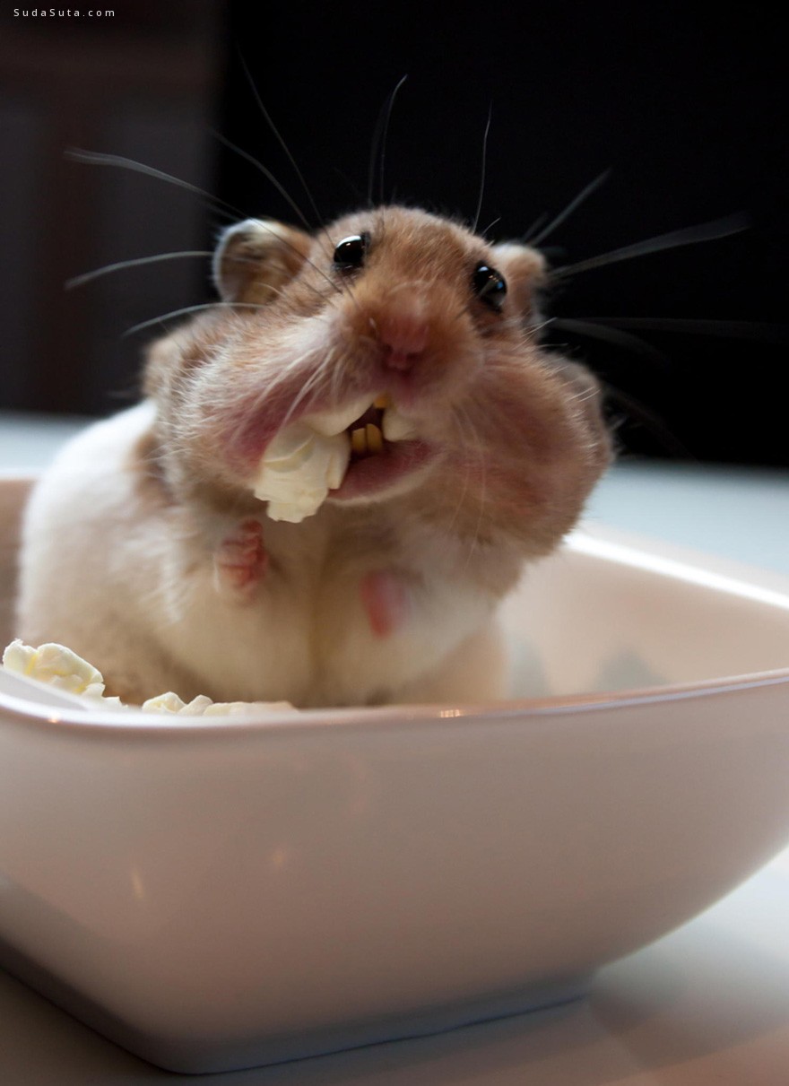 cute-hamsters (5)