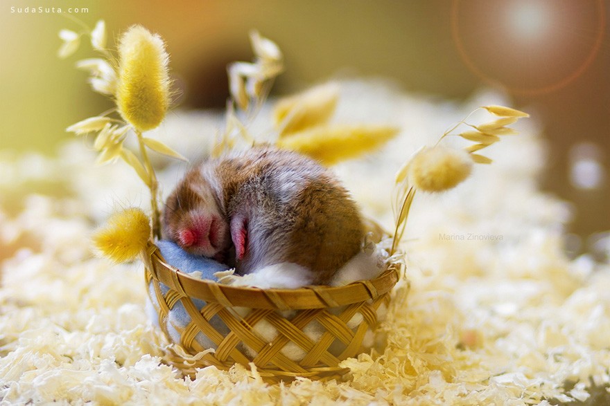 cute-hamsters (6)