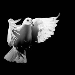 David Stephenson 美妙的鸽子 飞鸟主题摄影欣赏