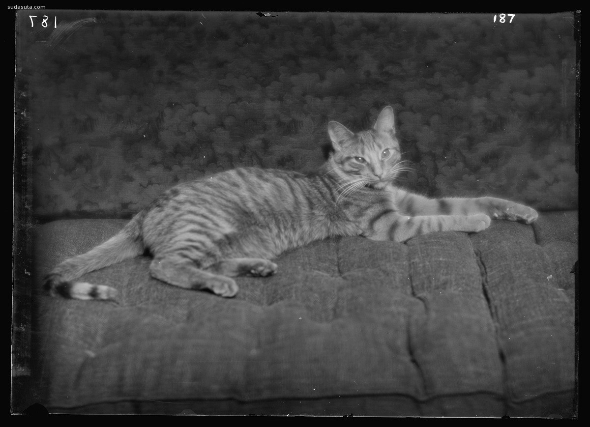 Buzzer the cat 1912 http://hdl.loc.gov/loc.pnp/agc.7a16795