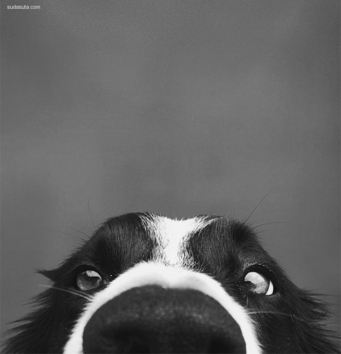 Nosy Dogs (12)