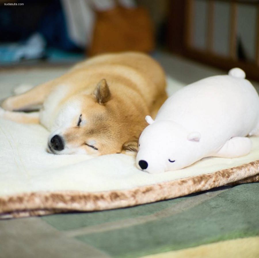 Maru 和他的玩具北极熊