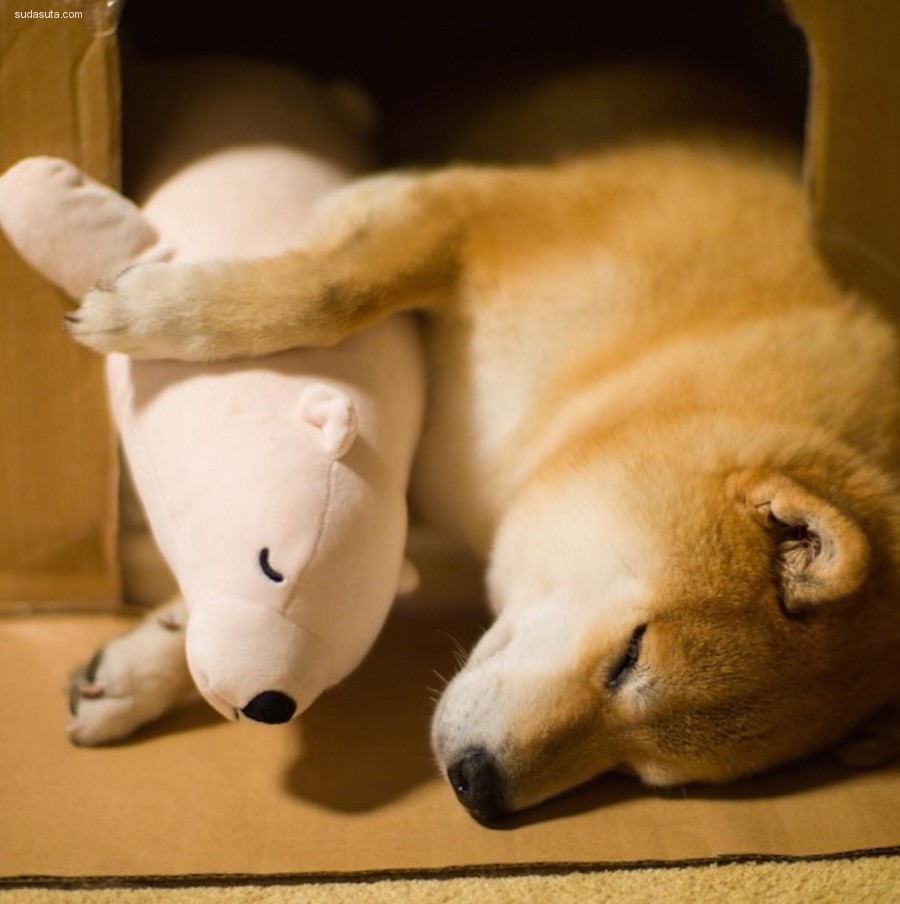 Maru 和他的玩具北极熊