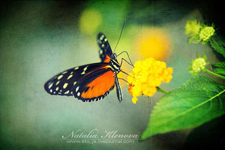 Monarch Butterfly on a spring flower overlaid with grunge texture