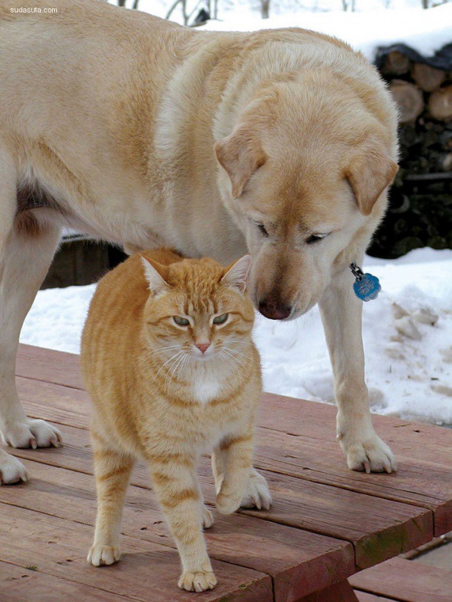 cat and dogs (13)