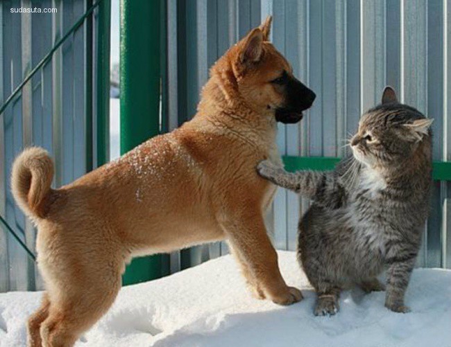 cat and dogs (15)