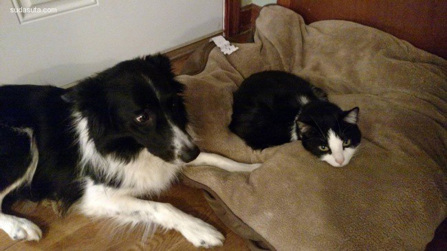 cat and dogs (6)